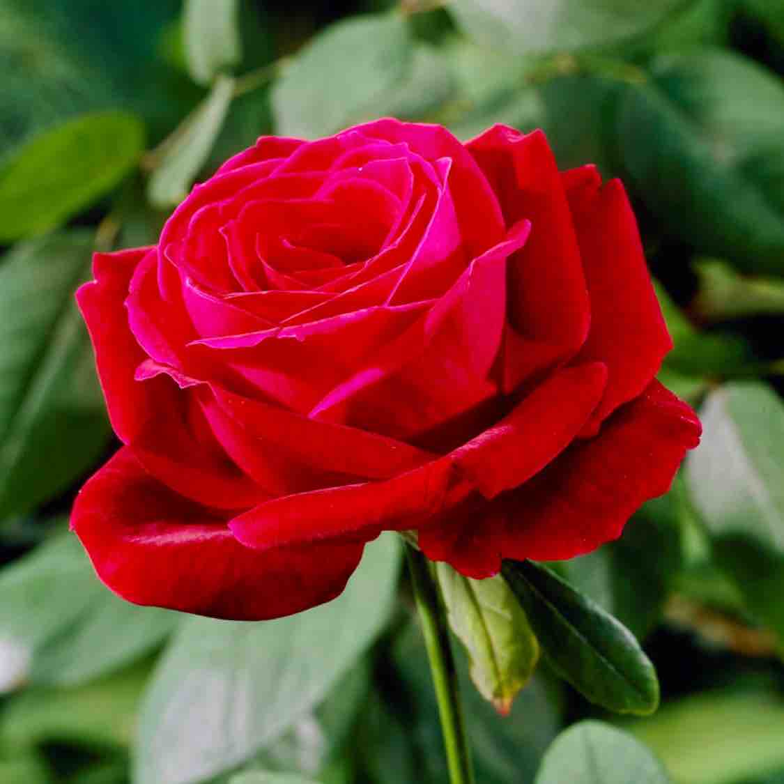 Chỉ yêu mình em