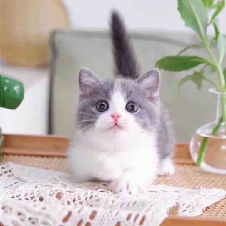 Mèo miti