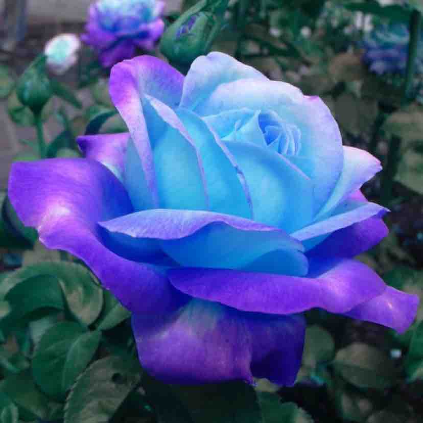 NĂM GIANG