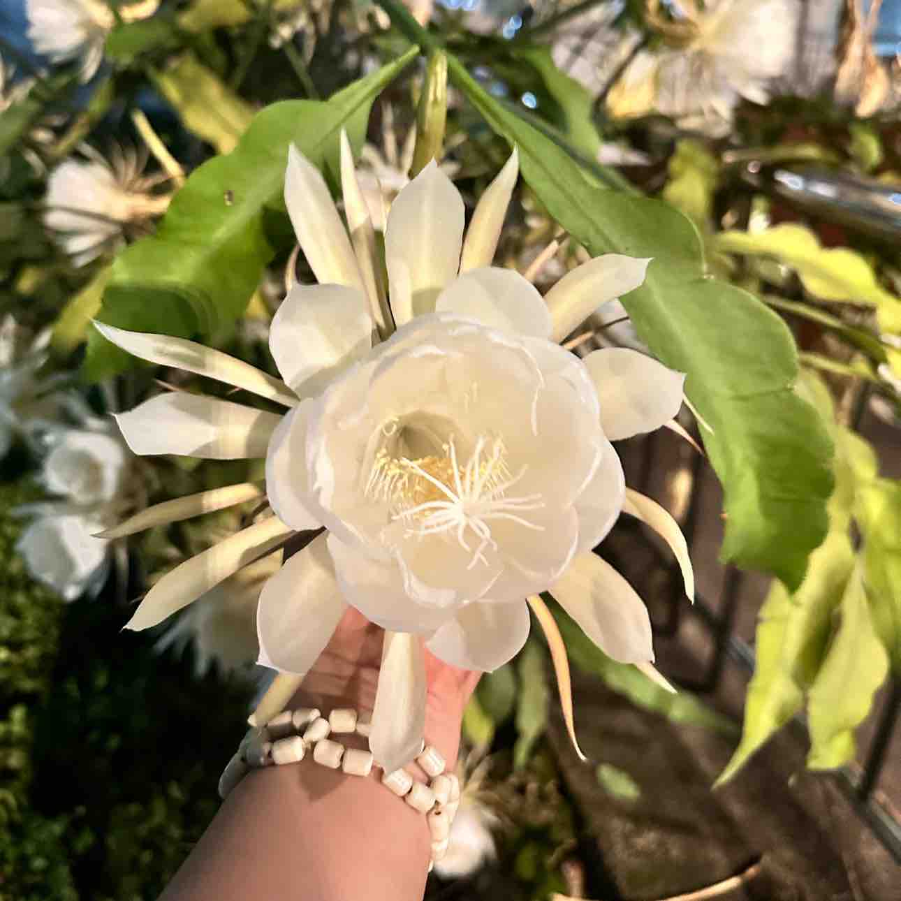 ✂️❤️✂️ Duyên Đọa Đày - TONE NỮ
