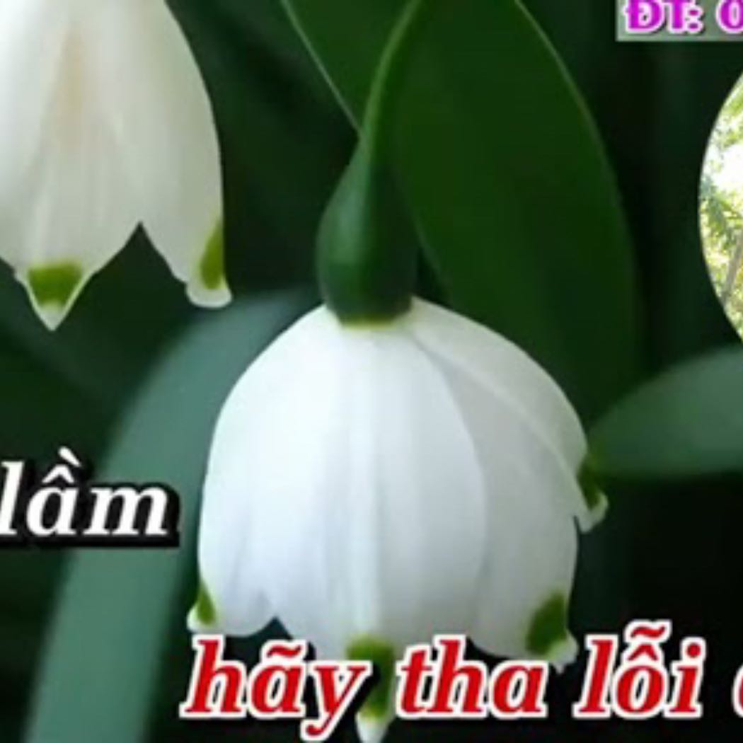 TĐ: Ánh Sáng Phù Du thiếu đào