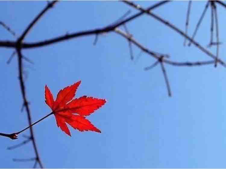 EM VỀ MÙA THU ..( Ngô Thụy Miên )…