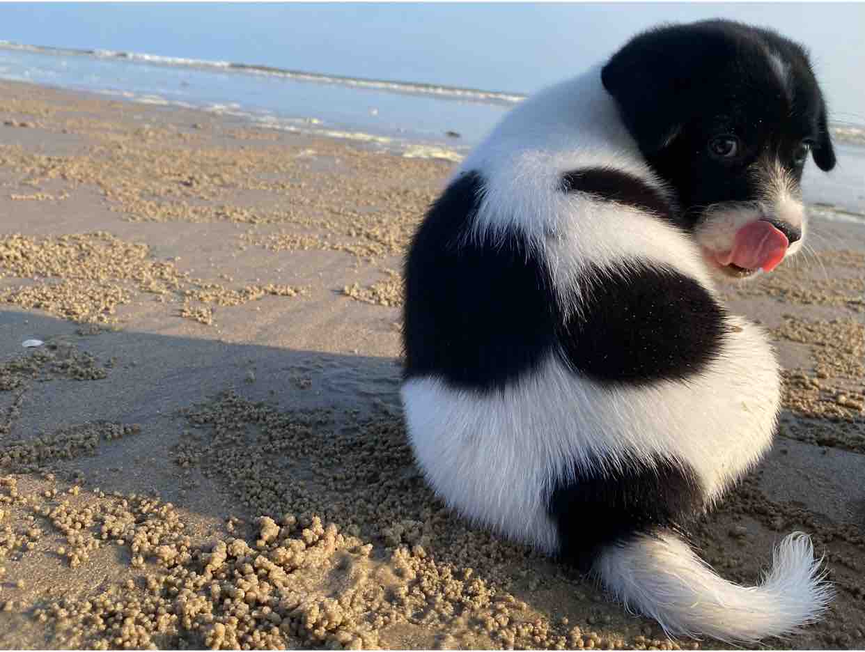 Gặp Nhau Làm Ngơ Karaoke Song Ca Nhạc Sống - Phối Mới Dễ Hát - Nhật Nguyễn