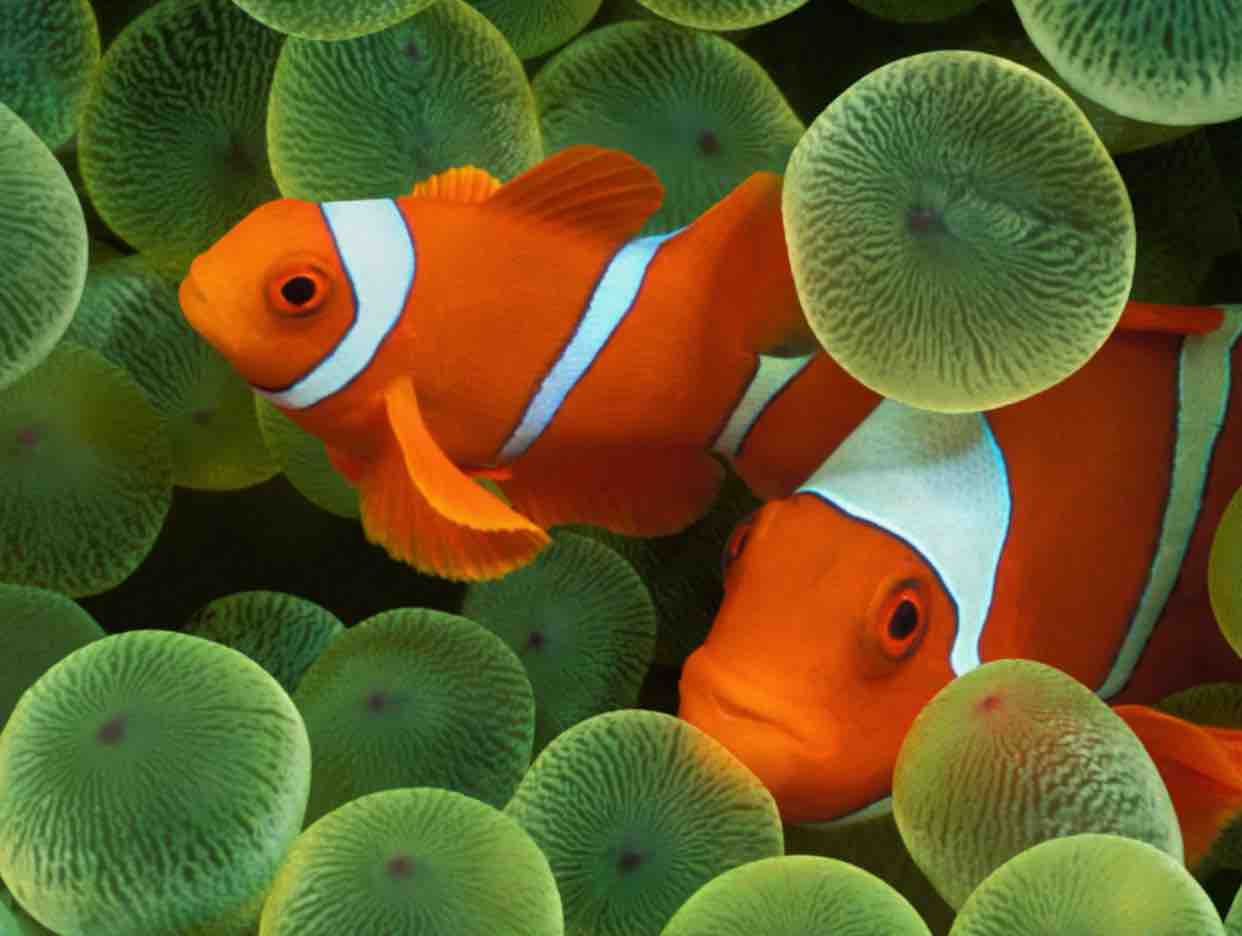 Tôi Chưa Có Mùa Xuân Karaoke Song Ca Quang Lập Thu Hường | Karaoke Beat Chuẩn Giọng Ca Để Đời