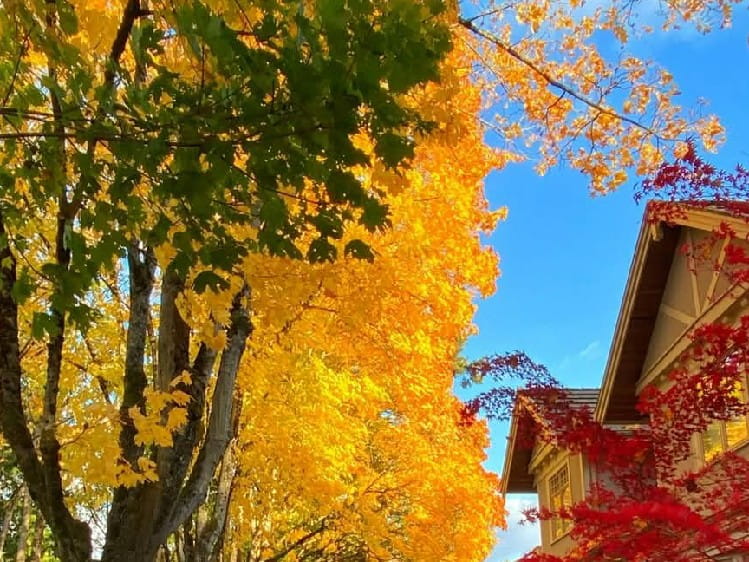 Mưa Đêm Tỉnh Nhỏ