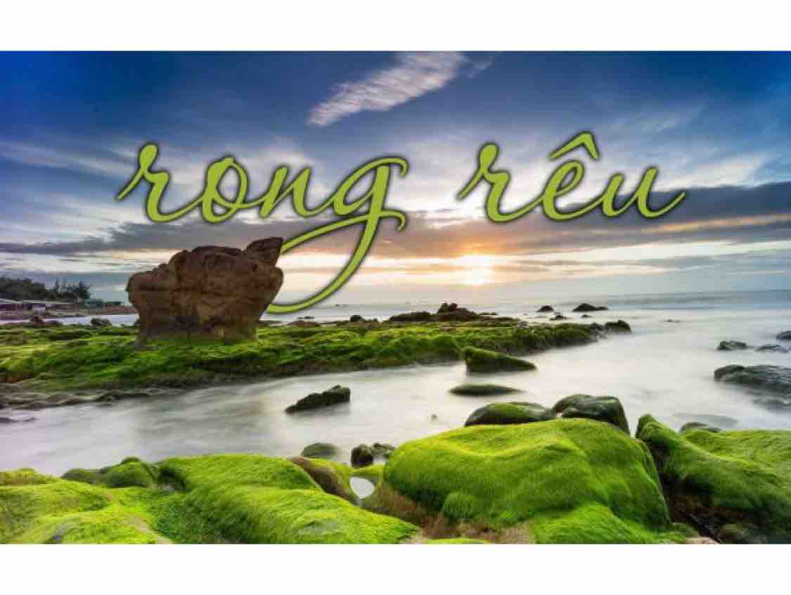 RONG RÊU 