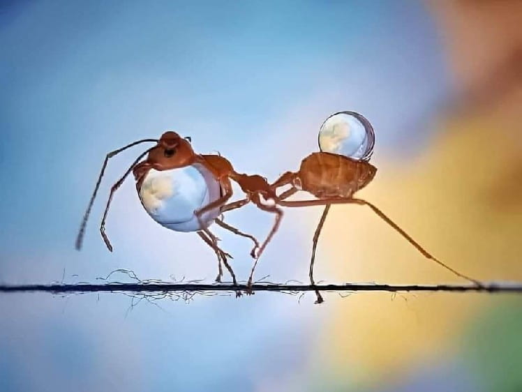 CÒN LẠI - Lê Trần Hoàng