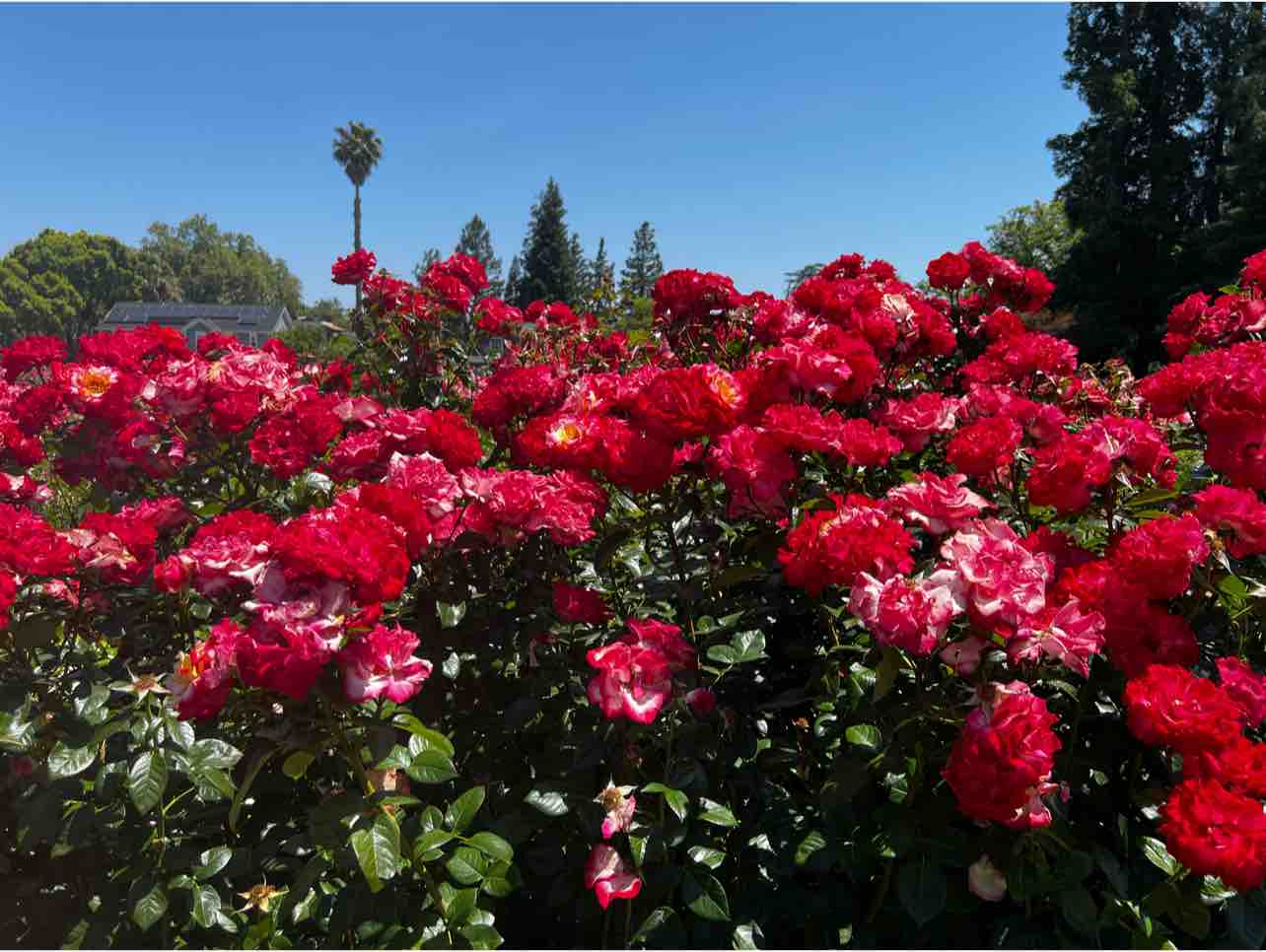 Triệu Đóa Hoa Hồng 