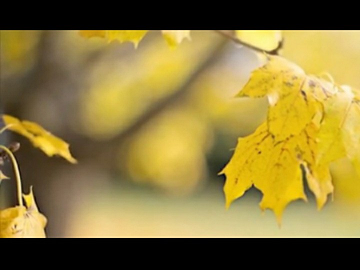 Sầu Tím Thiệp Hồng (Song Ca)