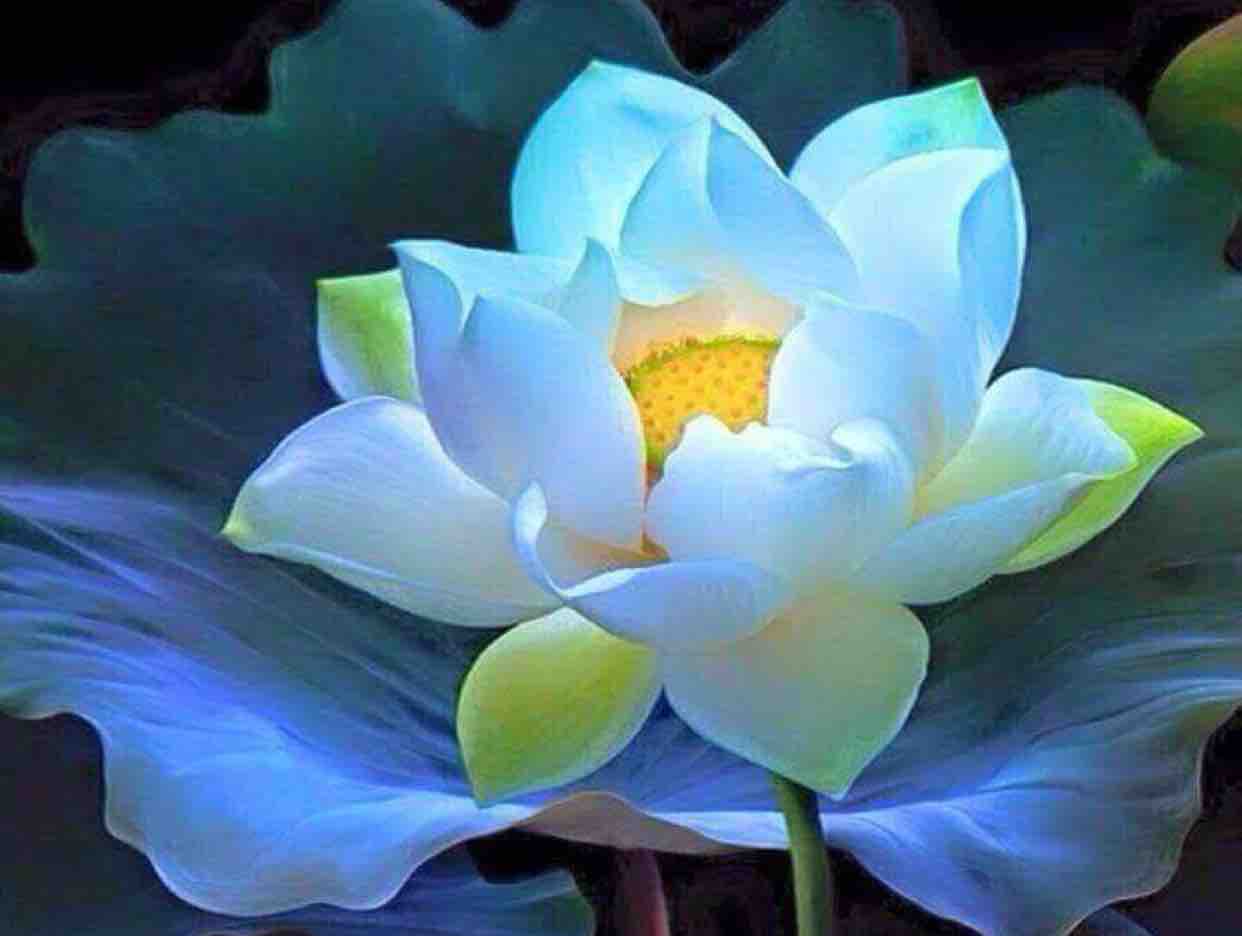 ☘️⚜️LK TRỊNH NAM SƠN⚜️☘️