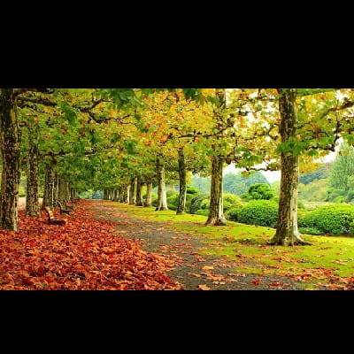 Câu Hát Tình Quê-Karaoke-Song Ca