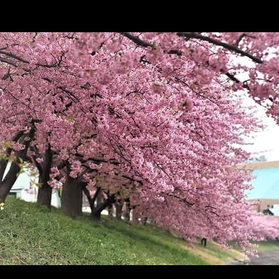 Karaoke Chuyến Đò Không Em - Dương Hồng Loan Ft. Lưu Chí Vỹ