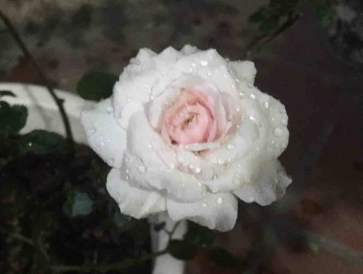 ?☘️Cánh Thiệp Đầu Xuân☘️?