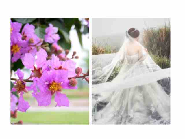 ☘️hoa bằng lăng☘️