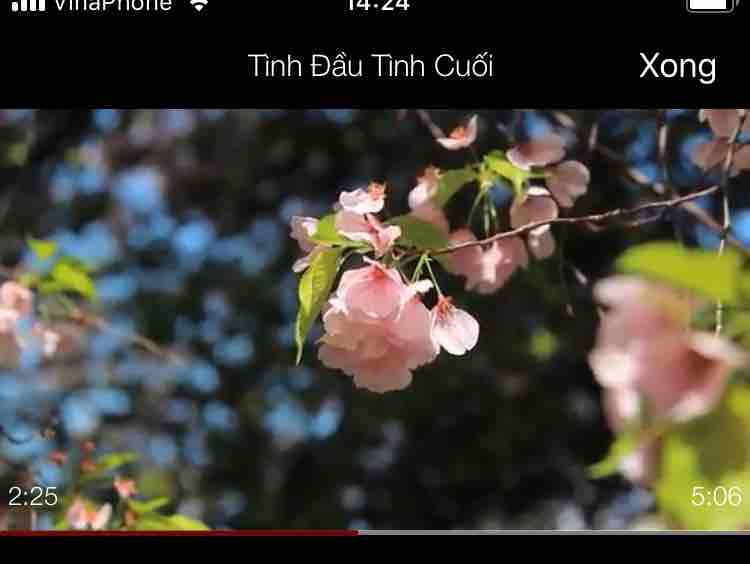 Tình Đầu Tình Cuối 