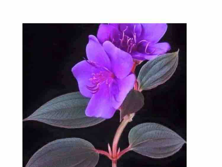  ❤️Bông Mua Tím - Ngoc Sang & Hanh Truong ❤️