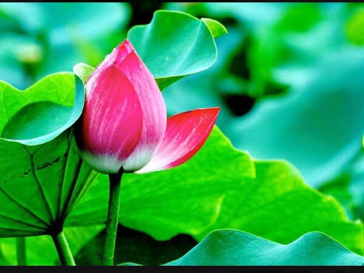 Hương Tình Cũ