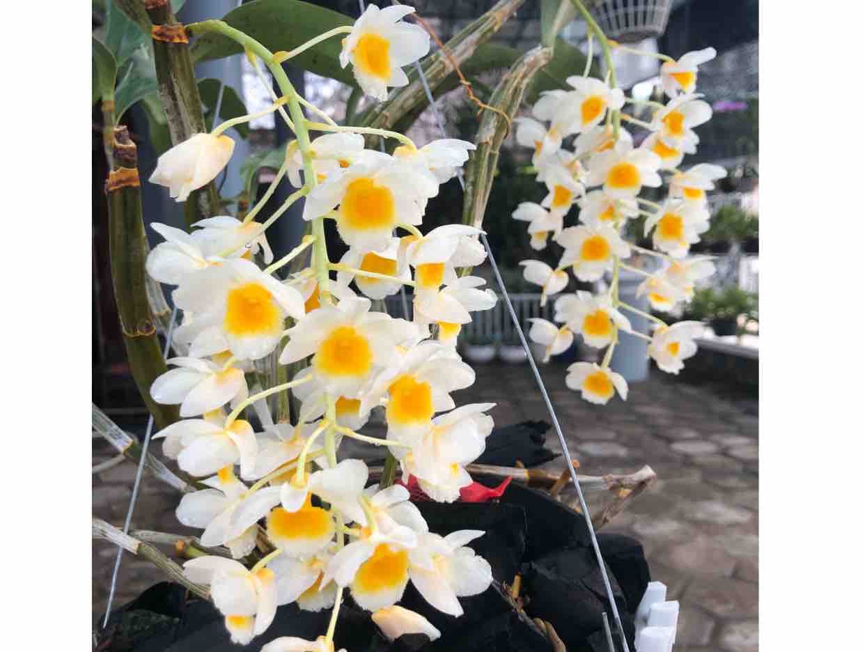 Người Đã Như Mơ