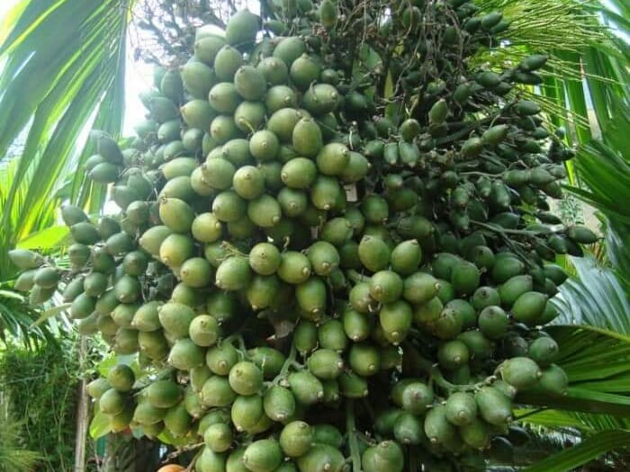 Karaoke Trăng Tàn Trên Hè Phố | Tone Nữ beat chuẩn | Nhạc sống LA STUDIO | Karaoke 9669