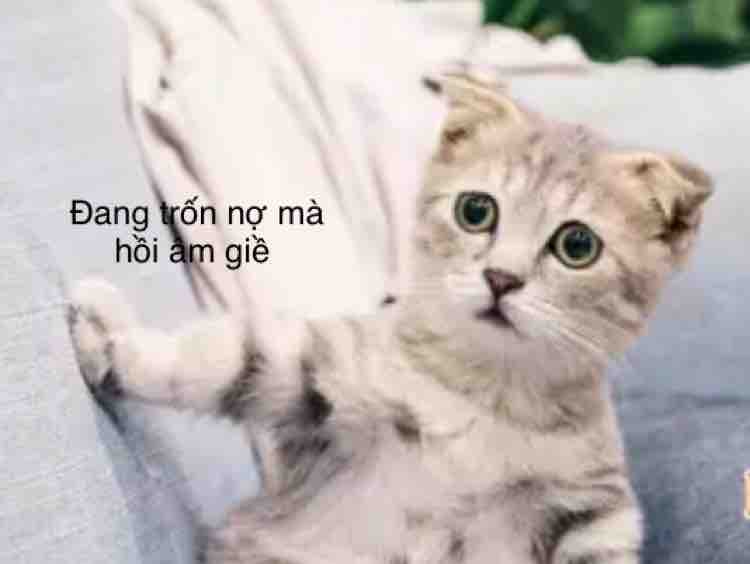 Sao Chưa Thấy Hồi Âm