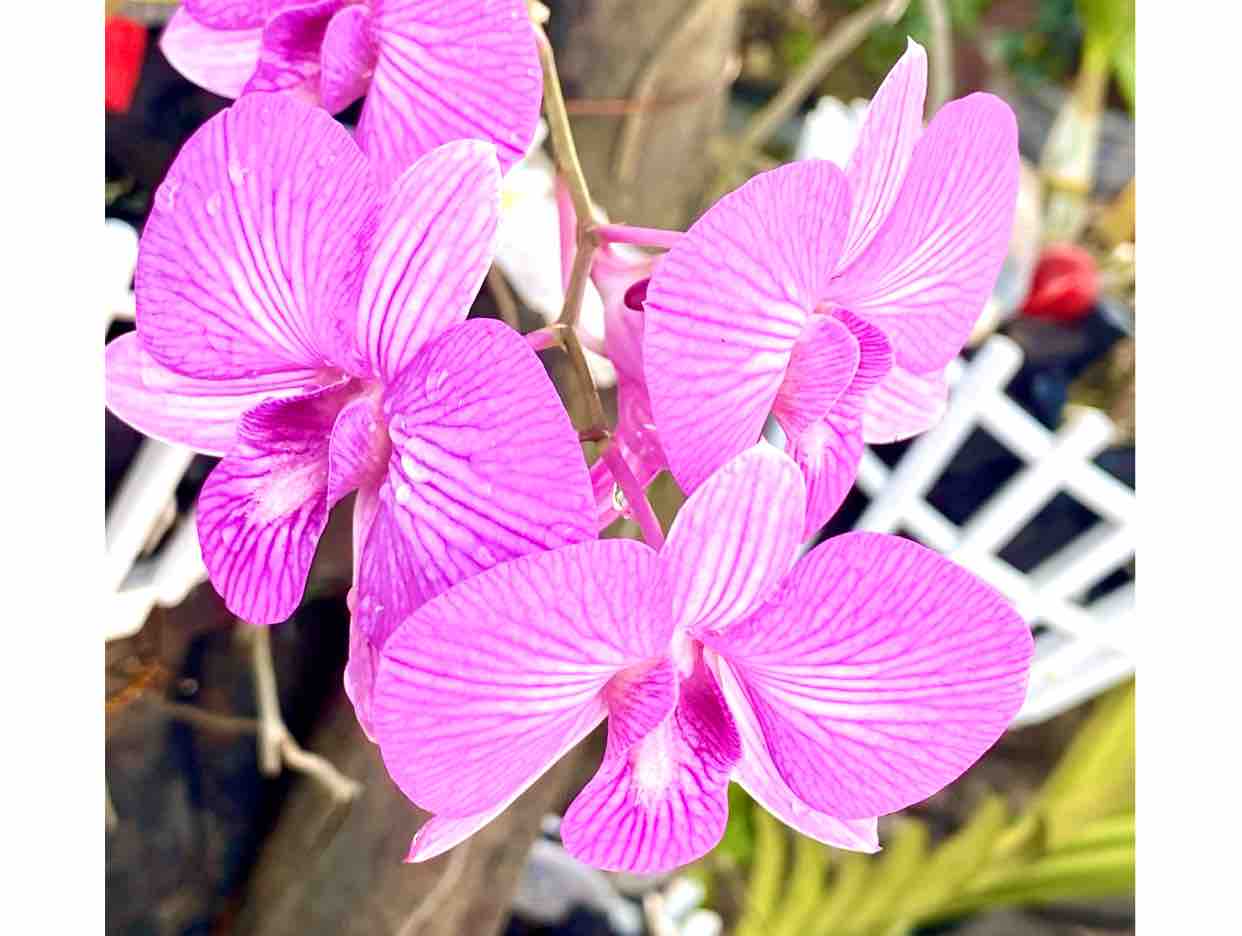 Đắp Mộ Cuộc Tình 