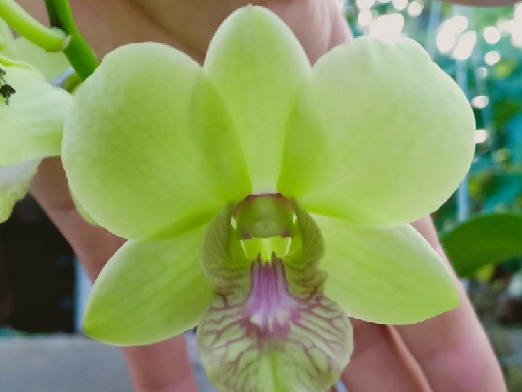 VÌ LỠ THƯƠNG NHAU _ Sầu &NT