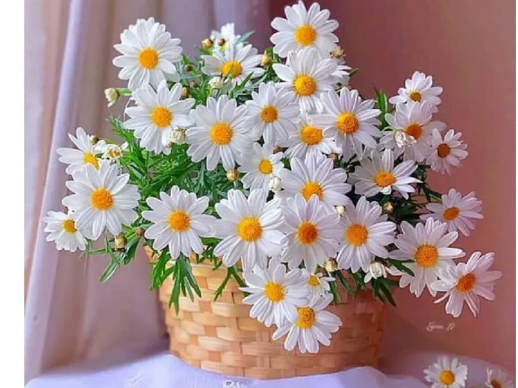 ☘️GA CHIỀU PHỐ NHỎ☘️Miu