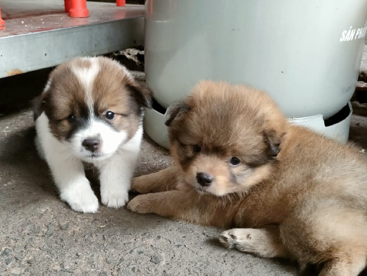 Chiều Thương Đô Thị Karaoke Song Ca - Beat Huỳnh Phi Tiễn & Ái Ni