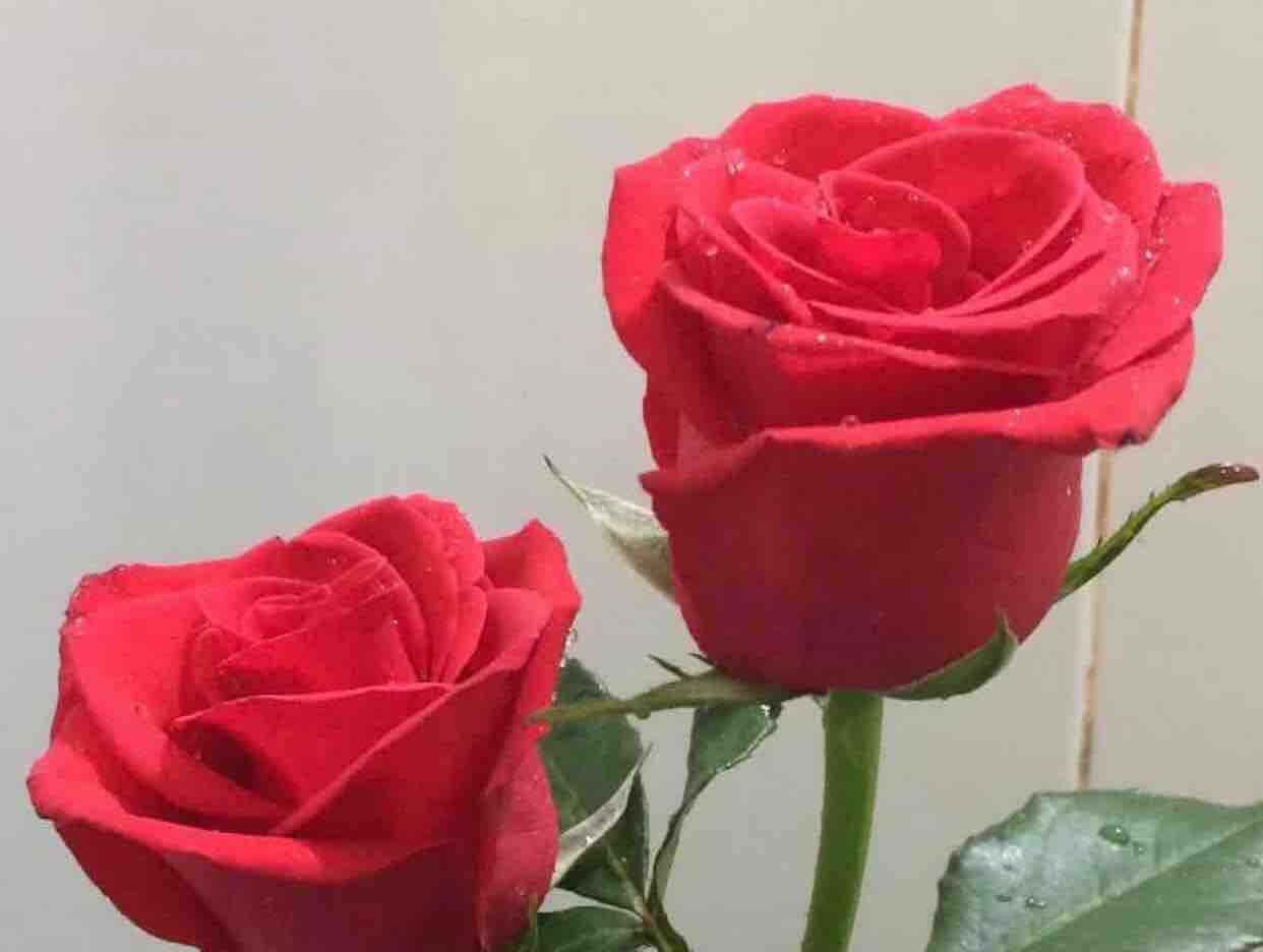  Lk *Bắp❤️Mưa