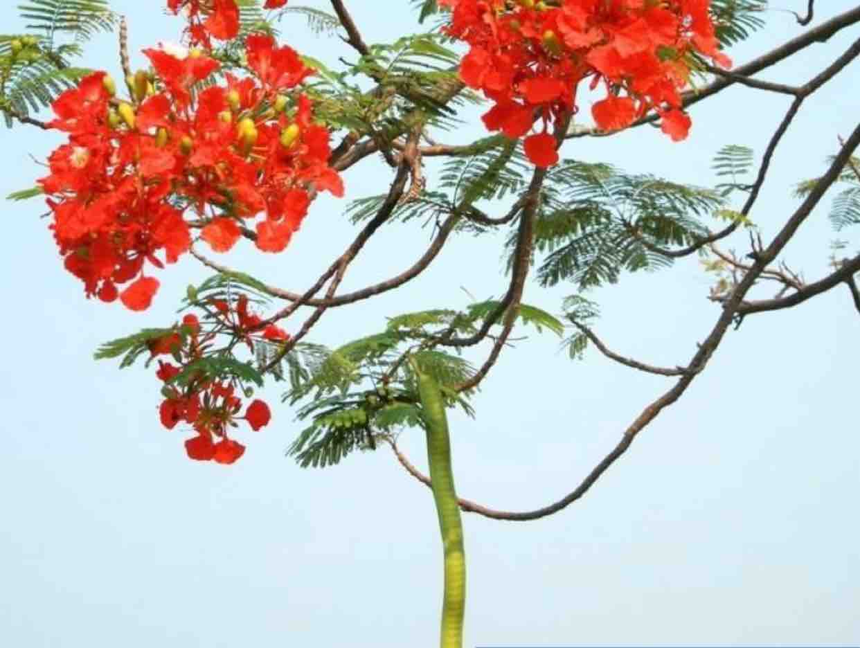 Phượng Buồn ❣️sc