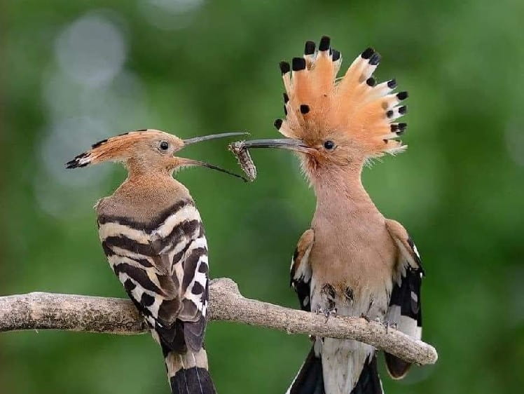 LàmThưTìnhAnhĐọc-Trúc Hồ/ thơ T Bửu Hoài