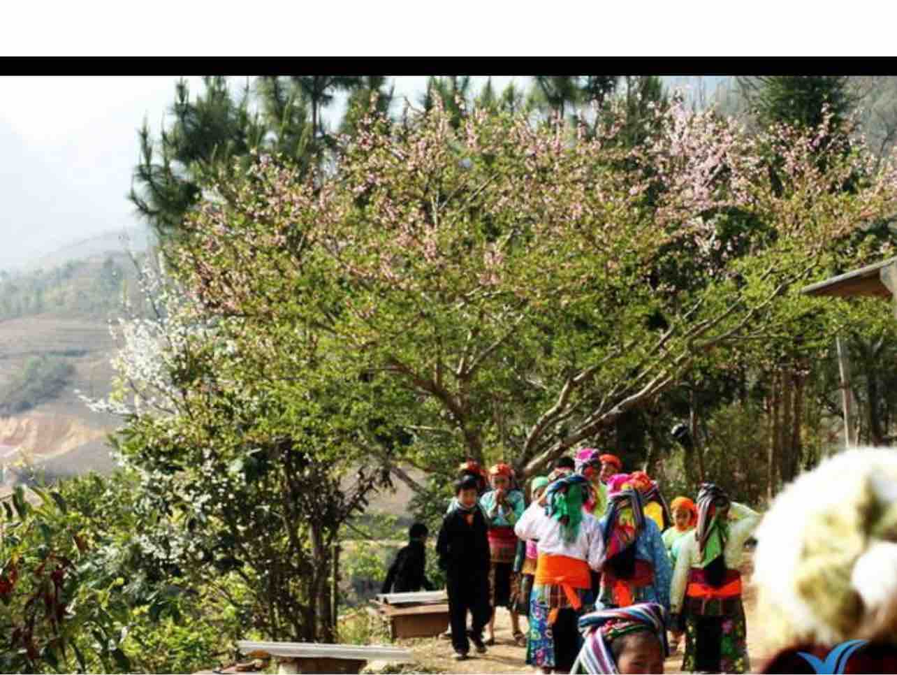 Mùa Xuân Trên Cao 