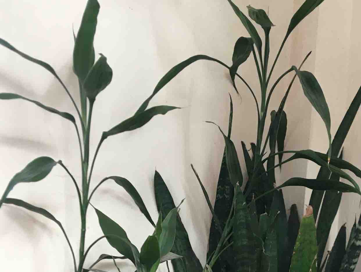 Màu Xanh Kỷ Niệm - QT&CH