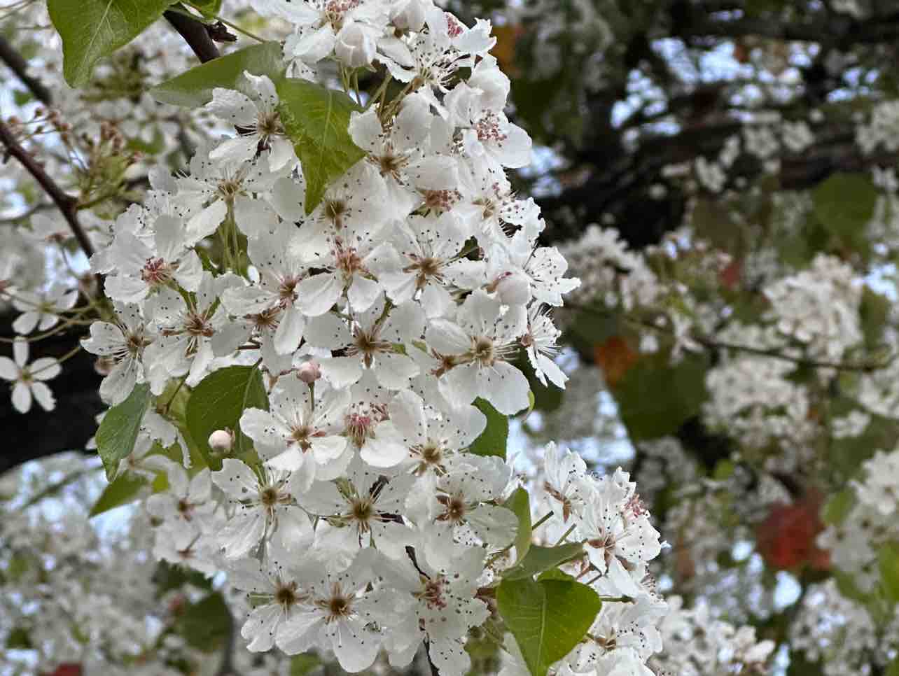 KARAOKE Mưa Rừng Tone Nữ - Beat Chuẩn Ý Linh Cực Hay | Võ Hoàng Karaoke