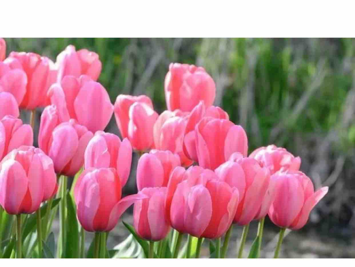 TÌM EM CÂU VÍ SÔNG LAM - HN@