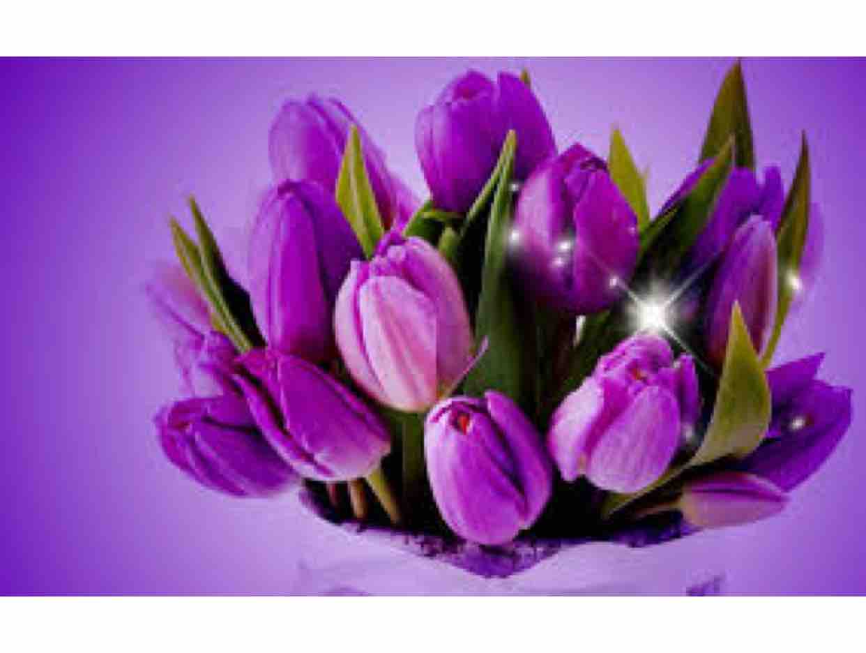 080423 - Căn Nhà Màu Tím 