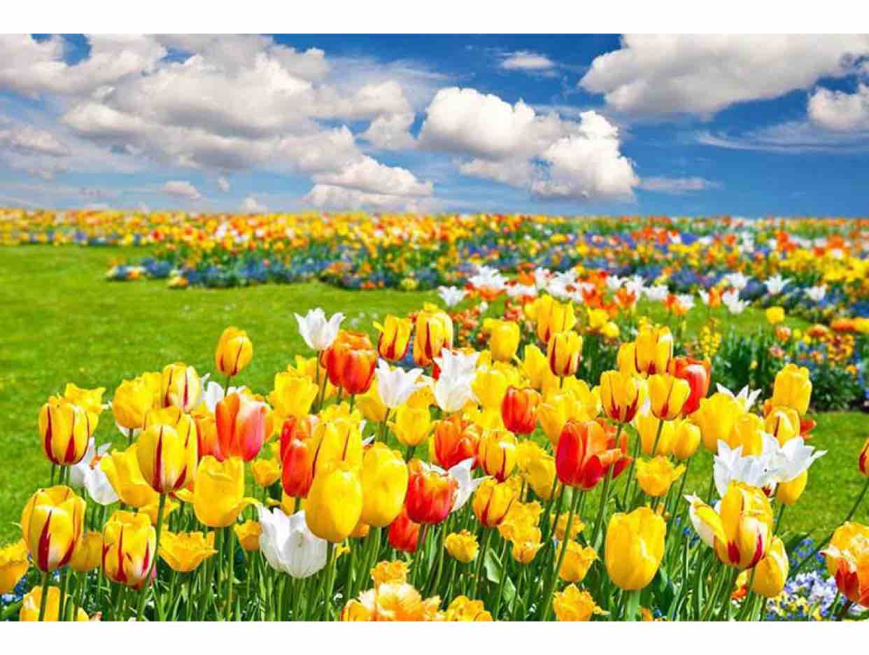 100423 Mưa Lạnh Tàn Canh