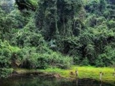 CA CỔ - MAI XA RỪNG EM CÓ NHỚ GÌ KG